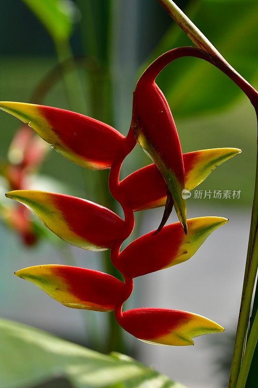 Heliconia /龙虾爪/巨嘴鸟峰